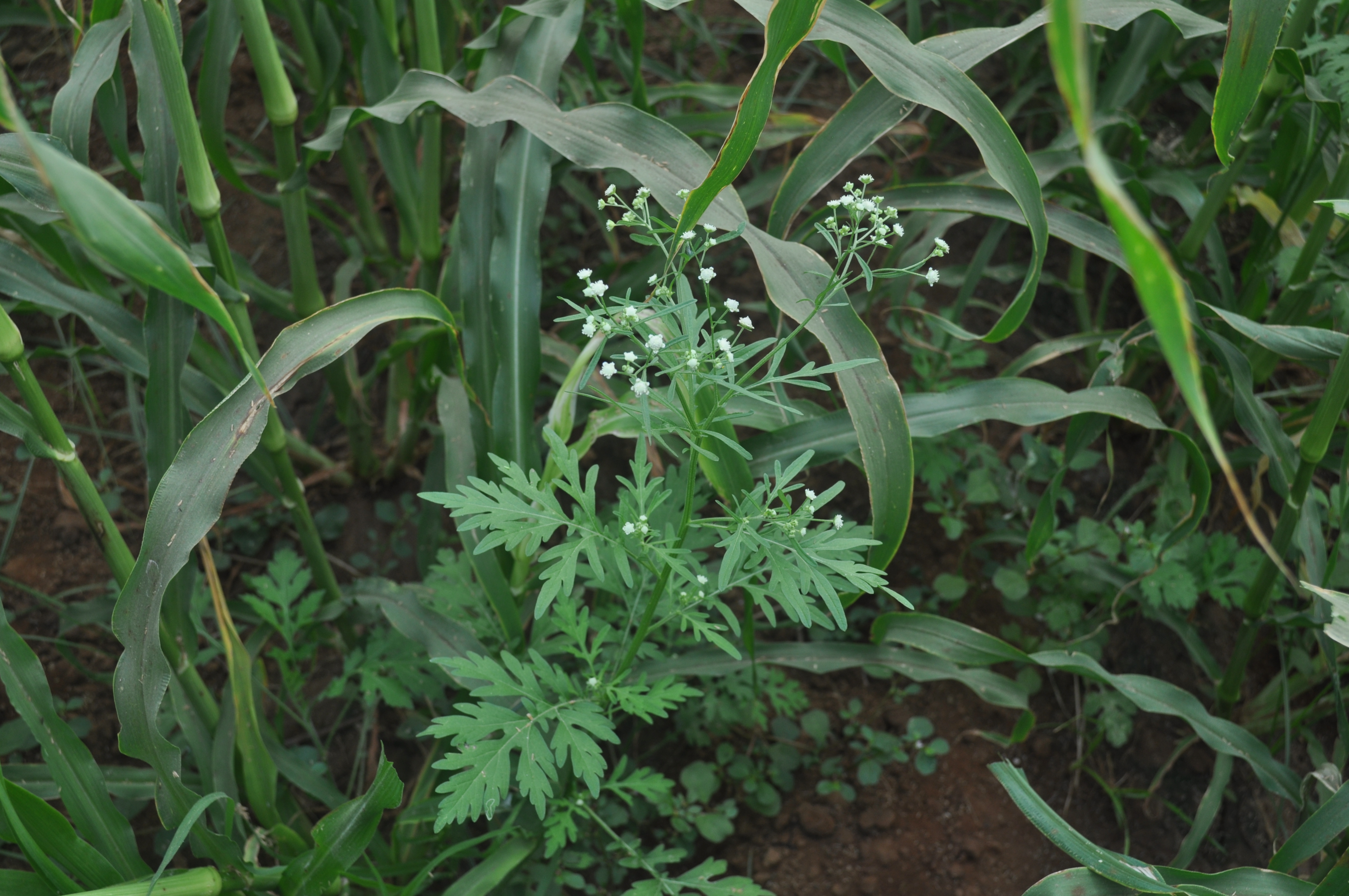 Parthenium hysterophorus